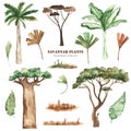 Watercolor clipart with savanna plants, palm trees, baobab, acacia, leaves, grass, dried flowers.