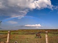 Savanna rainbow land buffalo grass