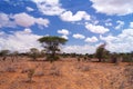 Savanna in Tsavo National Park Africa
