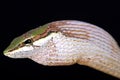 Savanna vine snake Thelotornis capensis Royalty Free Stock Photo