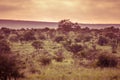 Savanna vintage orange toning Royalty Free Stock Photo