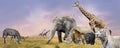 Savanna wild animals collage Royalty Free Stock Photo