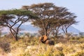 Savanna with wild elephants. Kenya. Royalty Free Stock Photo