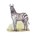 Savannah africa zebra giraffe safari animals watercolor hand drawn illustration Royalty Free Stock Photo