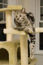 Savannah Cat Royalty Free Stock Photo