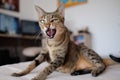 Savannah cat in bad mood Royalty Free Stock Photo