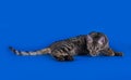 Savannah cat on a blue background Royalty Free Stock Photo