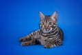 Savannah cat on a blue background Royalty Free Stock Photo