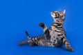 Savannah cat on a blue background isolated Royalty Free Stock Photo