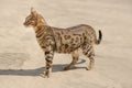 Savannah cat in desert Royalty Free Stock Photo