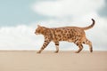 Savannah cat in desert Royalty Free Stock Photo