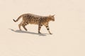 Savannah cat in desert Royalty Free Stock Photo
