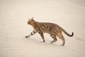 Savannah cat in desert Royalty Free Stock Photo