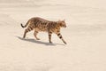 Savannah cat in desert Royalty Free Stock Photo