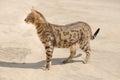 Savannah cat in desert Royalty Free Stock Photo