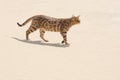 Savannah cat in desert Royalty Free Stock Photo