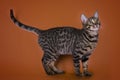 Savannah cat isolated on a brown background Royalty Free Stock Photo