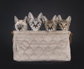 Savannah cat kittens on black background