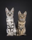 Savannah cat kittens on black background