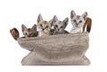 Savannah cat kittens on white background Royalty Free Stock Photo