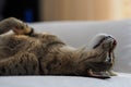 Savannah cat laying on bed Royalty Free Stock Photo