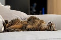 Savannah cat laying on bed Royalty Free Stock Photo