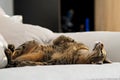 Savannah cat laying on bed Royalty Free Stock Photo