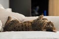 Savannah cat laying on bed Royalty Free Stock Photo