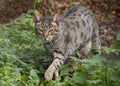 Savannah cat outside Royalty Free Stock Photo