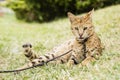 Savannah cat Royalty Free Stock Photo