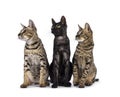 Savannah cats on white background Royalty Free Stock Photo