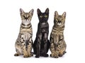 Savannah cats on white background Royalty Free Stock Photo