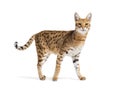 Savannah F1 cat standing and looking at the camera, Isolated on white Royalty Free Stock Photo