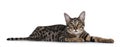 Savannah F7 cat on white background