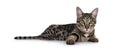 Savannah F7 cat on white background