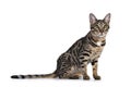 Savannah F7 cat on white background