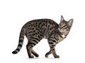 Savannah F7 cat on white background