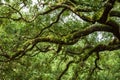 Savannah Georgia Live Oak Royalty Free Stock Photo