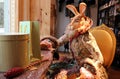 Costumed rabbit animal character display in store window.