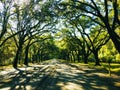 Savannah - Georgia, USA Oak trees arc shape at Historical Wormsloe Plantation Royalty Free Stock Photo