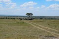 Savannah Grassland in Masai Mara, Kenya Royalty Free Stock Photo