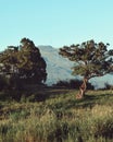 Savannah Grassland in Mount Kenya Royalty Free Stock Photo