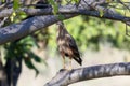 Savannah Hawk (Buteogallus meridionalis) in Brazil