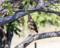 Savannah Hawk (Buteogallus meridionalis) in Brazil