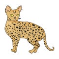 Savannah icon in cartoon style on white background. Cat breeds symbol stock vector illustration.
