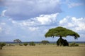 Savannah in Kenya