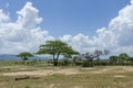 Savannah landscape Tanzania Royalty Free Stock Photo