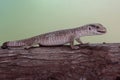 A savannah monitor is eating a cricket on a dry tree trunk. Royalty Free Stock Photo