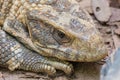 Savannah Monitor Lizard Royalty Free Stock Photo