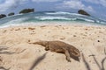 savannah monitor lizard roam at the tropical beach Royalty Free Stock Photo